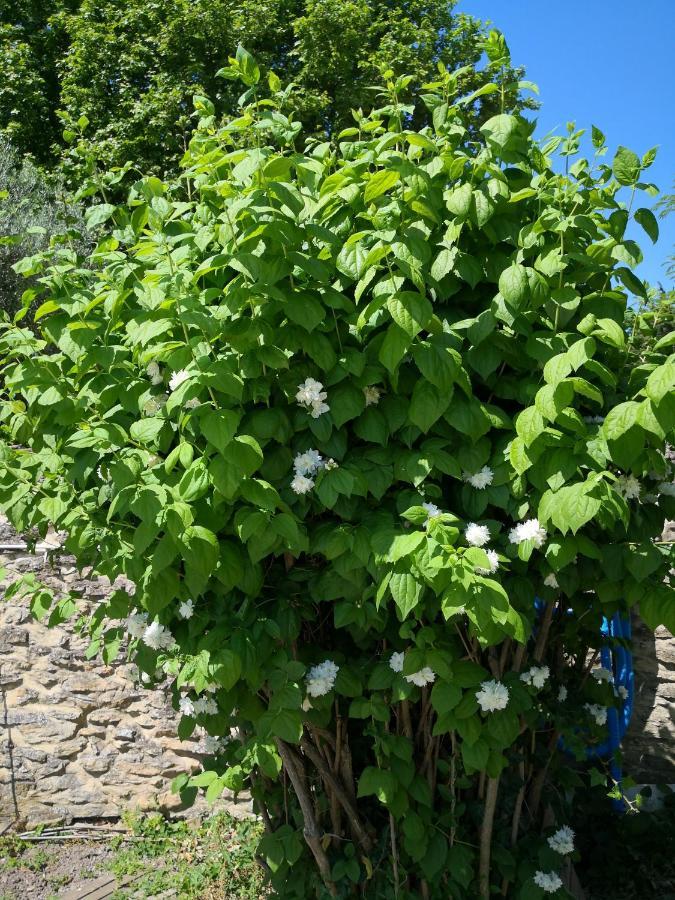La Petite Maison De Lingling Mornas Εξωτερικό φωτογραφία